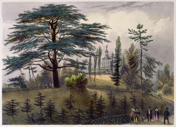Die Zeder von Libanon und das Labyrinth im Jardin des Plantes, Paris